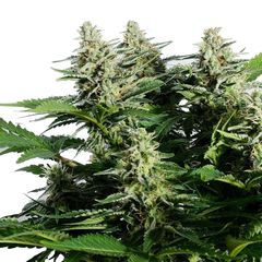 Colombian Jack, Фасовка: 3
