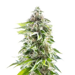 Cookies Haze, Фасовка: 3