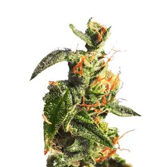 Diesel Glue, Фасовка: 10