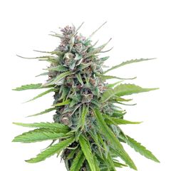 Exodus Cheese, Фасовка: 3