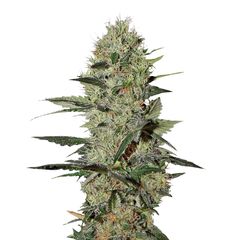 Exodus Cheese Auto, Фасовка: 3