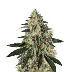 GH Cheese, Фасовка: 10