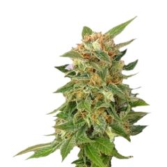 Ginger Punch Auto, Фасовка: 3