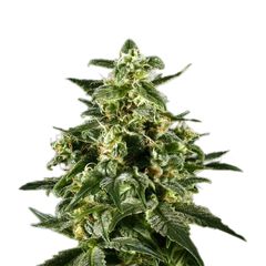 Himalaya Gold, Фасовка: 5