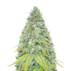 Lemon Skunk, Фасовка: 3