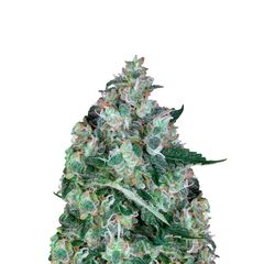 Opium, Фасовка: 5
