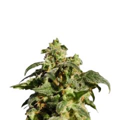 Skunk+ (Power Skunk), Фасовка: 3