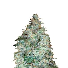 Sensi Star, Фасовка: 1
