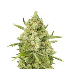 Super Lemon Haze, Фасовка: 5
