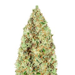 Super Silver Haze, Фасовка: 3