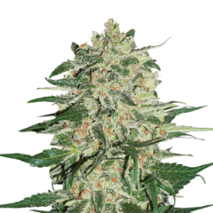 Big Bud, Фасовка: 1
