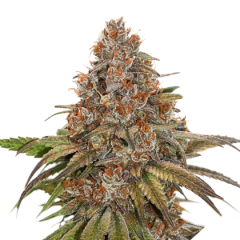 Blackberry Gum Auto, Фасовка: 1