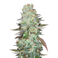 G14 Auto, Фасовка: 1