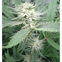 Amnesia OG, Фасовка: 10