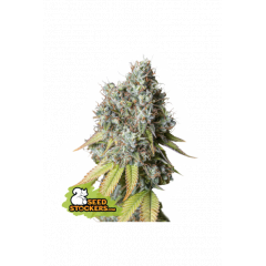 Bruce Banner Auto, Фасовка: 5