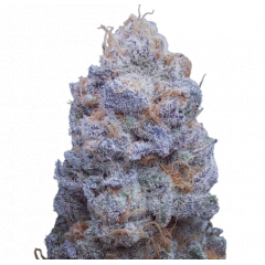 Auto Cherry Breath genetics, Фасовка: 5+2