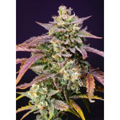 Purple Punch OG XL Auto, Фасовка: 5+2