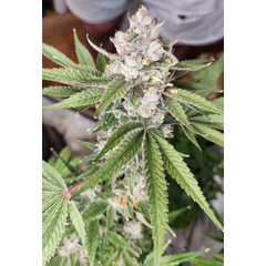 Dawg OG, Фасовка: 10