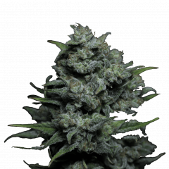 Auto Big Joy genetics, Фасовка: 3+1
