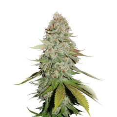 GG4/Gorilla Glue, Фасовка: 1