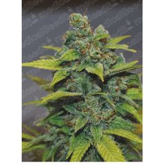 Banana Zkittlez, Фасовка: 3