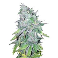 AK-48 Reg, Фасовка: 10