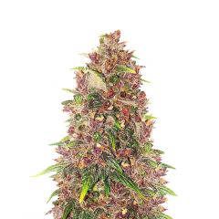 C4 Auto, Фасовка: 5