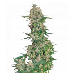 Crystal Meth Auto, Фасовка: 3