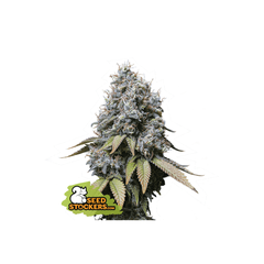 Sour Diesel, Фасовка: 1