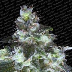 Original White Widow, Фасовка: 1