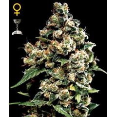 Jack Herer, Фасовка: 3