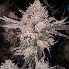 OG Kush Auto, Фасовка: 3