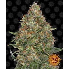 Pineapple express Auto, Фасовка: 3