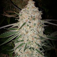Pluto cut Auto RF3, Фасовка: 3