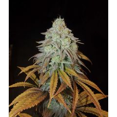 RM Confidential, Фасовка: 3