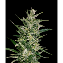Snoop Dog OG, Фасовка: 3