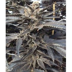 Star Killer Auto, Фасовка: 5