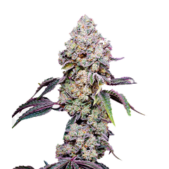 Sweet Mandarine Zkittlez F1 Fast Version, Фасовка: 5+2