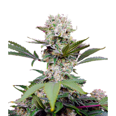 Sweet Mandarine Zkittlez XL Auto, Фасовка: 3+1