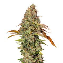 Zkittlez OG Аuto, Фасовка: 3