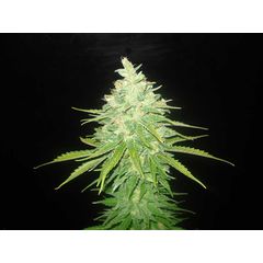 Afghan Kush x Black Domina, Фасовка: 3