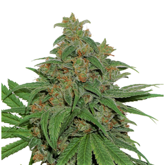 AK420 Auto, Фасовка: 3