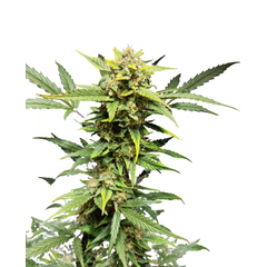 Auto Mandarin Cream XXL genetics, Фасовка: 3+1
