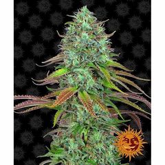 LSD Auto, Фасовка: 3