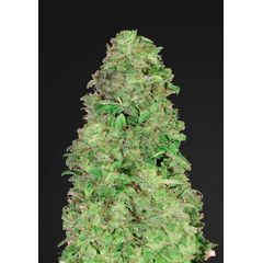 CBD 20:1 Auto, Фасовка: 1