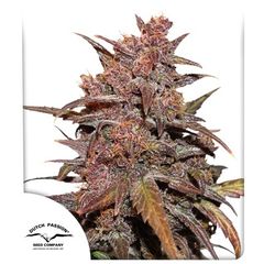 Blackberry Kush CBD Auto, Фасовка: 3