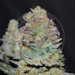 Delicious Cookies Auto, Фасовка: 3