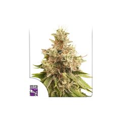 Golden Apple Haze Reg, Фасовка: 12