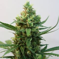 Toxic, Фасовка: 5