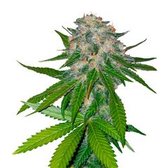 8 Ball Kush, Фасовка: 1